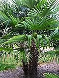 Frostgewöhnte Trachycarpus princeps'Marmor Hanfpalme' bis 180cm aus Deutscher...