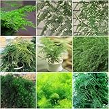 Asparagus Fern - exotische büropflanzen gartenpflanzen pflanzensamen dekopflanzen...
