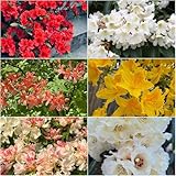 rhododendron balkonpflanzen winterhart deko stauden winterhart mehrjährig pflanztopf...