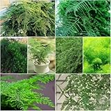 Asparagus Fern - garten deko Asparagus Setaceus bambus dekopflanzen indoor garten...