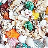 Shells Mixed, Natur Muscheln, Strandmuscheln, Bastelmuscheln, Deko Muscheln, für Vase...