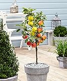 Plant in a Box - Trio-Apfelbaum - 3 Apfelsorten an 1 Baum - Malus Elstar, Malus Jonagored,...